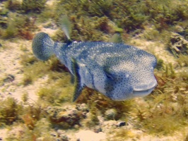Porcupinefish IMG 9733
